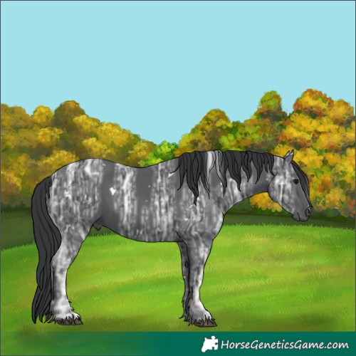 Horse Color:White Spotted Black Ice 
