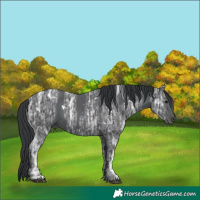 Horse Color:White Spotted Black Ice 