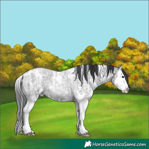 Horse Color:White Spotted Blue Ice Roan Splash 