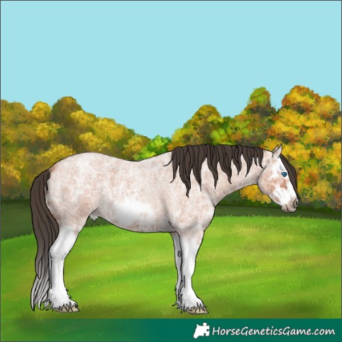 Horse Color:Bay Ice Roan Splash Frame 