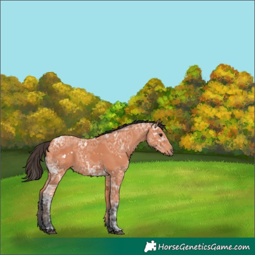 Horse Color:Unknown 