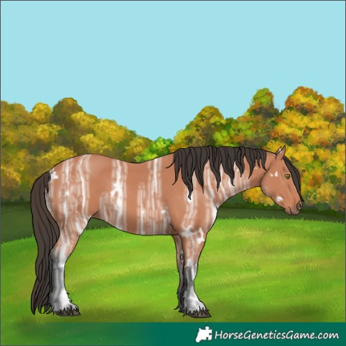 Horse Color:White Spotted Bay Ice 