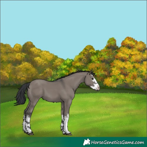 Horse Color:White Spotted Grullo Splash 