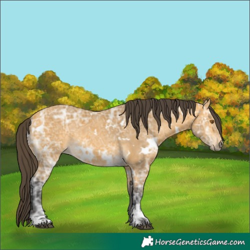 Horse Color:White Spotted Buckskin Ice