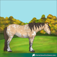 Horse Color:White Spotted Buckskin Ice 