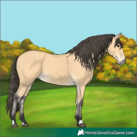 Horse Color:Buckskin