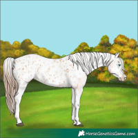 Horse Color:Bay Splash Tobiano Appaloosa  and Amber Champagne Splash Tobiano Appaloosa 