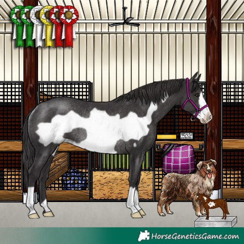 Horse Color:Smoky Black Frame Rabicano