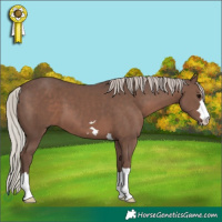 Horse Color:Silver Black