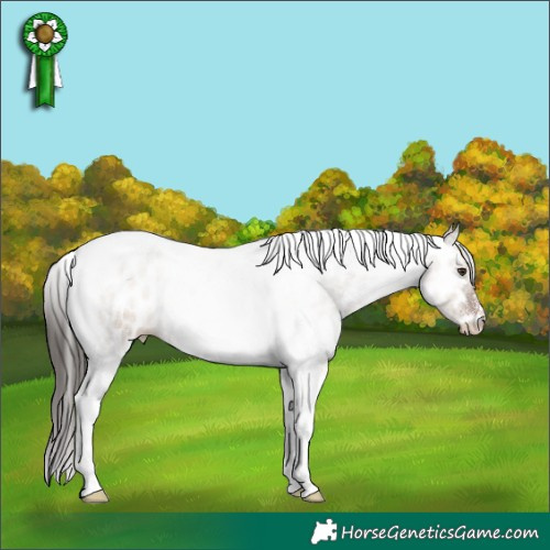 Horse Color:Liver Red Dun Roan Tobiano Appaloosa