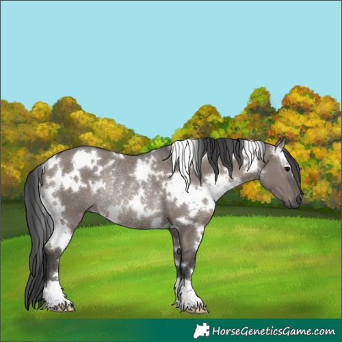 Horse Color:White Spotted Grullo Rabicano