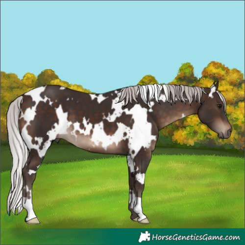 Horse Color:White Spotted Silver Brown 