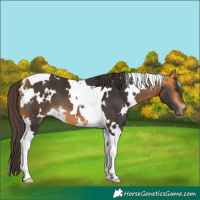 Horse Color:White Spotted Buckskin Tobiano