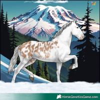 Horse Color:Silver Brown Dun Appaloosa