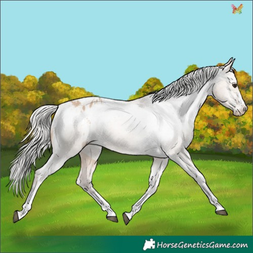 Horse Color:Silver Brown Dun Appaloosa