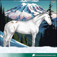 Horse Color:Silver Brown Dun Appaloosa 