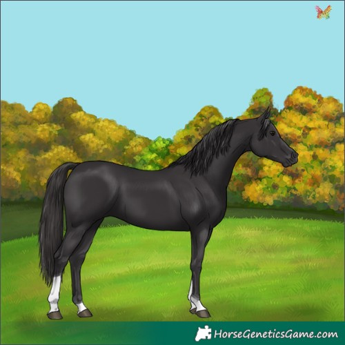Horse Color:Smoky Black Tobiano 