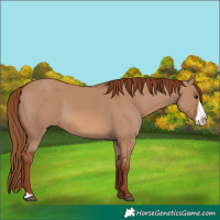 Horse Color:Red Dun Frame 