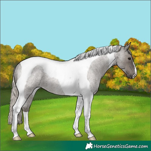 Horse Color:Silver Blue Roan Tobiano Rabicano 