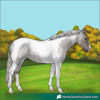 Horse Color:Silver Blue Roan Tobiano Rabicano