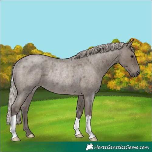 Horse Color:Silver Blue Roan Rabicano