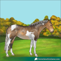 Horse Color:Silver Buckskin Tobiano 