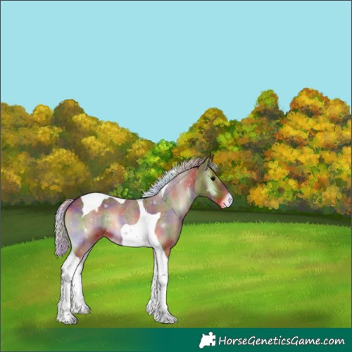 Horse Color:Nacre Silver Blue Onyx Tobiano Appaloosa 