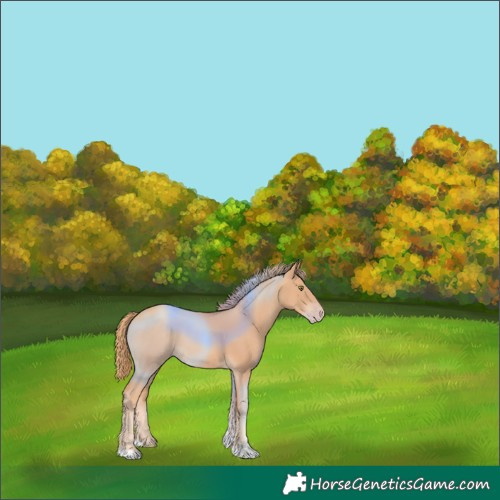 Horse Color:Gold Champagne 
