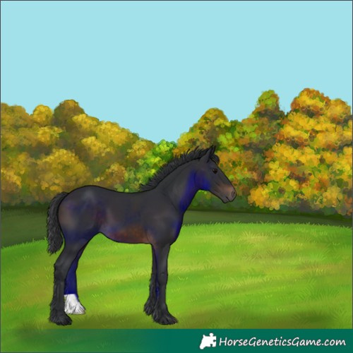 Horse Color:Brown 