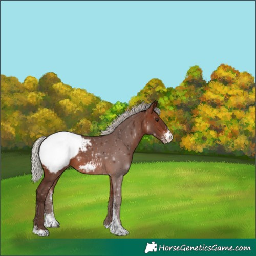 Horse Color:Silver Brown Sabino Appaloosa 