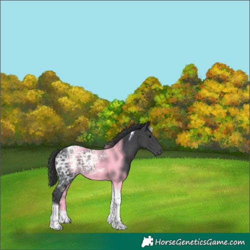 Horse Color:Black Ice Tobiano 