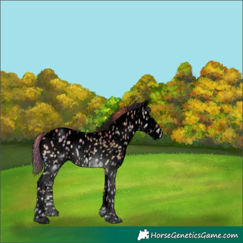 Horse Color:Void Nacre Red Onyx Appaloosa 