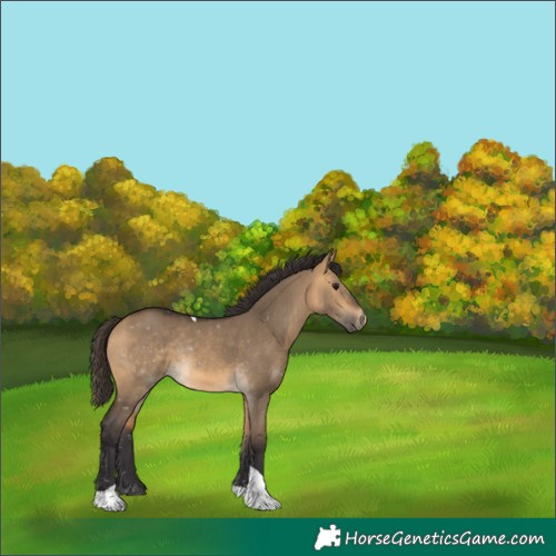 Horse Color:Buckskin Dun Tobiano Rabicano 