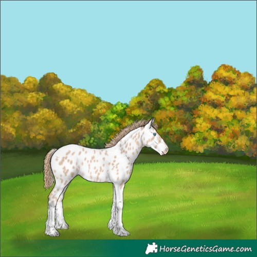 Horse Color:Perlino Tobiano Appaloosa 