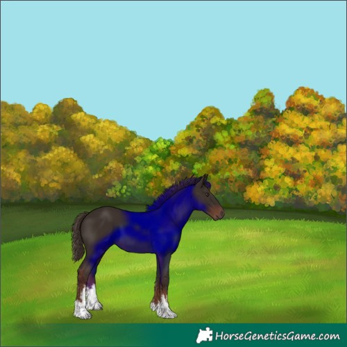 Horse Color:White Spotted Liver Chestnut 