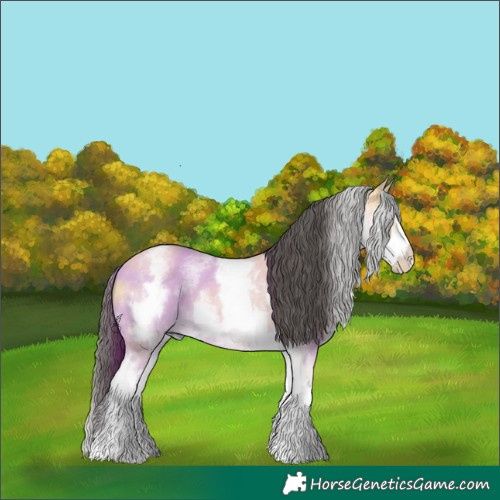 Horse Color:White Spotted Buckskin 