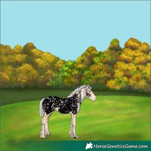 Horse Color:Void Silver Buckskin Pearl Appaloosa 