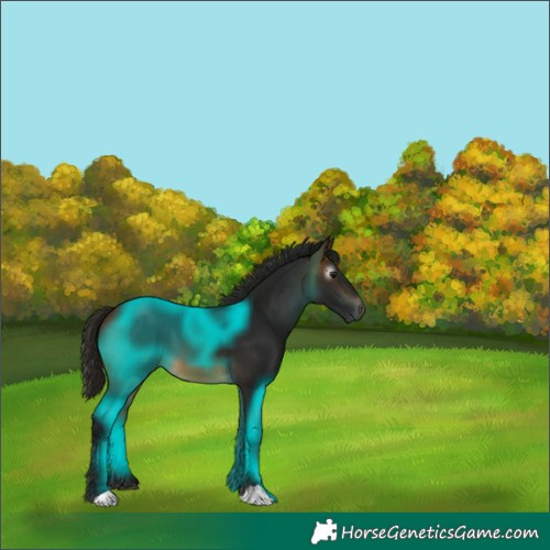 Horse Color:Gray Buckskin 