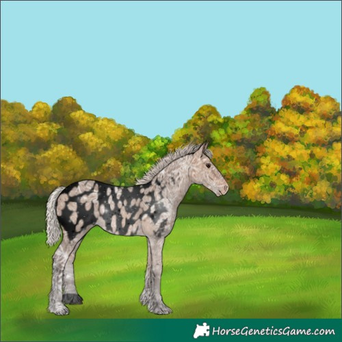 Horse Color:Void Silver Brown Ice Dun Appaloosa 