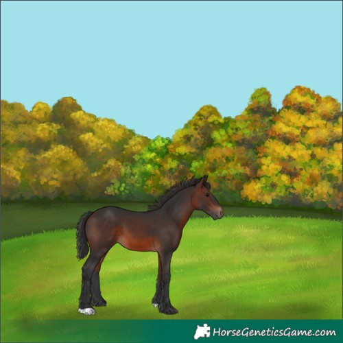 Horse Color:Brown 