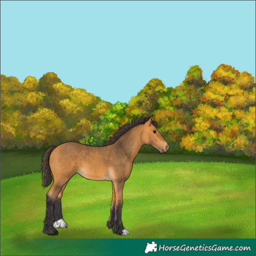 Horse Color:Buckskin 