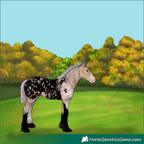 Horse Color:Void Nacre Silver Bay Ice Tobiano Appaloosa 