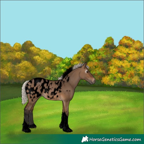 Horse Color:Gray Void Silver Brown Dun Tobiano Appaloosa Rabicano 