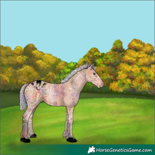 Horse Color:Void Nacre Silver Bay Ice Appaloosa 