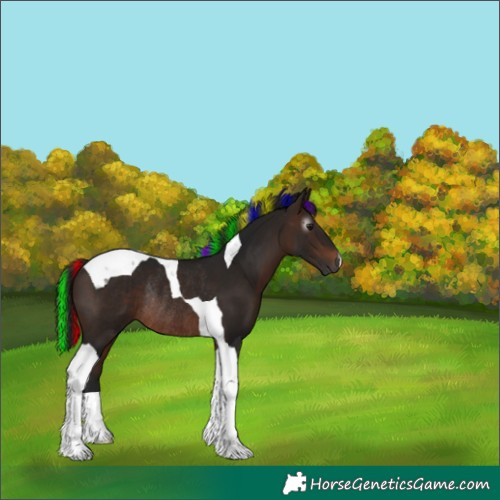 Horse Color:Gray Painted Bay Tobiano Rabicano 