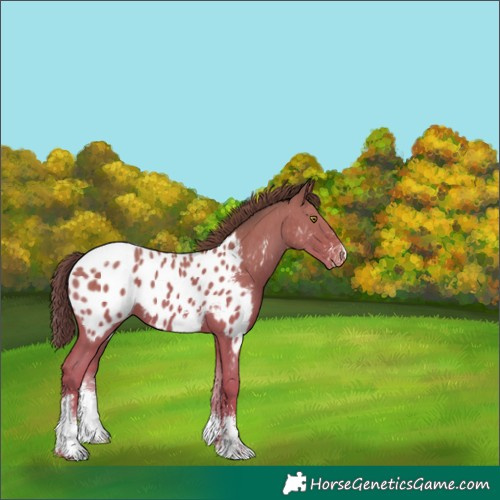 Horse Color:Classic Champagne Sabino Tobiano Appaloosa 