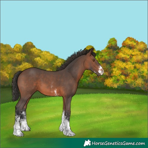 Horse Color:Brown Sabino Tobiano 