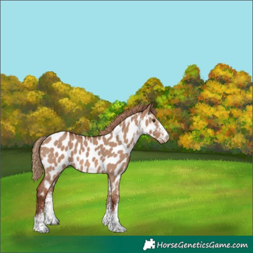 Horse Color:White Spotted Red Dun Appaloosa 
