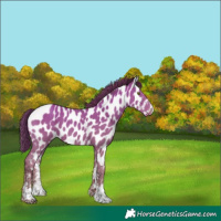 Horse Color:Classic Champagne Sabino Appaloosa