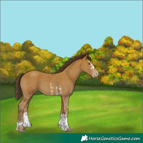 Horse Color:Classic Champagne Sabino 
